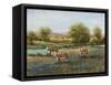 Field of Cattle II-Tim O'toole-Framed Stretched Canvas