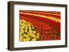 Field of Colorful Tulips. Stripes of Red, Orange and Yellow Flowers.-protechpr-Framed Photographic Print