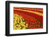 Field of Colorful Tulips. Stripes of Red, Orange and Yellow Flowers.-protechpr-Framed Photographic Print