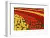 Field of Colorful Tulips. Stripes of Red, Orange and Yellow Flowers.-protechpr-Framed Photographic Print