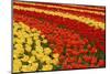 Field of Colorful Tulips. Stripes of Red, Orange and Yellow Flowers.-protechpr-Mounted Photographic Print