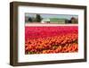 Field of Colorful Tulips-Peter Kirillov-Framed Photographic Print