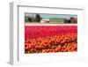 Field of Colorful Tulips-Peter Kirillov-Framed Photographic Print