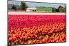 Field of Colorful Tulips-Peter Kirillov-Mounted Photographic Print