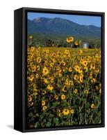 Field of Common Sunflowers, Abajo Mountains, Monticello, Utah, USA-Jerry & Marcy Monkman-Framed Stretched Canvas