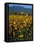 Field of Common Sunflowers, Abajo Mountains, Monticello, Utah, USA-Jerry & Marcy Monkman-Framed Stretched Canvas