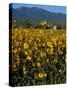 Field of Common Sunflowers, Abajo Mountains, Monticello, Utah, USA-Jerry & Marcy Monkman-Stretched Canvas