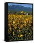 Field of Common Sunflowers, Abajo Mountains, Monticello, Utah, USA-Jerry & Marcy Monkman-Framed Stretched Canvas