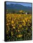 Field of Common Sunflowers, Abajo Mountains, Monticello, Utah, USA-Jerry & Marcy Monkman-Framed Stretched Canvas