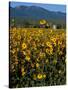 Field of Common Sunflowers, Abajo Mountains, Monticello, Utah, USA-Jerry & Marcy Monkman-Stretched Canvas