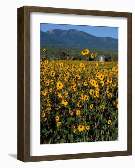 Field of Common Sunflowers, Abajo Mountains, Monticello, Utah, USA-Jerry & Marcy Monkman-Framed Photographic Print