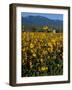 Field of Common Sunflowers, Abajo Mountains, Monticello, Utah, USA-Jerry & Marcy Monkman-Framed Photographic Print