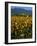 Field of Common Sunflowers, Abajo Mountains, Monticello, Utah, USA-Jerry & Marcy Monkman-Framed Photographic Print