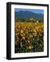 Field of Common Sunflowers, Abajo Mountains, Monticello, Utah, USA-Jerry & Marcy Monkman-Framed Photographic Print