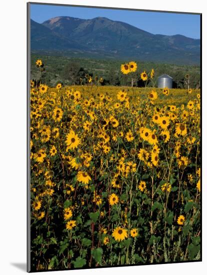 Field of Common Sunflowers, Abajo Mountains, Monticello, Utah, USA-Jerry & Marcy Monkman-Mounted Photographic Print