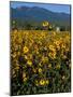 Field of Common Sunflowers, Abajo Mountains, Monticello, Utah, USA-Jerry & Marcy Monkman-Mounted Photographic Print