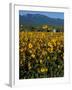 Field of Common Sunflowers, Abajo Mountains, Monticello, Utah, USA-Jerry & Marcy Monkman-Framed Photographic Print