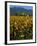 Field of Common Sunflowers, Abajo Mountains, Monticello, Utah, USA-Jerry & Marcy Monkman-Framed Photographic Print