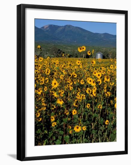 Field of Common Sunflowers, Abajo Mountains, Monticello, Utah, USA-Jerry & Marcy Monkman-Framed Photographic Print