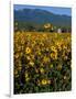 Field of Common Sunflowers, Abajo Mountains, Monticello, Utah, USA-Jerry & Marcy Monkman-Framed Photographic Print