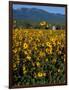 Field of Common Sunflowers, Abajo Mountains, Monticello, Utah, USA-Jerry & Marcy Monkman-Framed Photographic Print