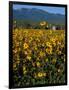 Field of Common Sunflowers, Abajo Mountains, Monticello, Utah, USA-Jerry & Marcy Monkman-Framed Photographic Print