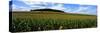 Field of Corn with Tractor in Distance, Carroll County, Maryland, USA-null-Stretched Canvas