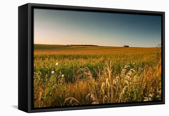 Field of Corn-Alexandr Savchuk-Framed Stretched Canvas