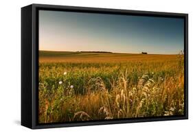 Field of Corn-Alexandr Savchuk-Framed Stretched Canvas