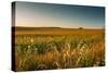 Field of Corn-Alexandr Savchuk-Stretched Canvas