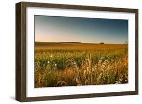 Field of Corn-Alexandr Savchuk-Framed Photographic Print