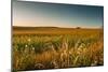 Field of Corn-Alexandr Savchuk-Mounted Photographic Print