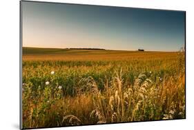 Field of Corn-Alexandr Savchuk-Mounted Photographic Print