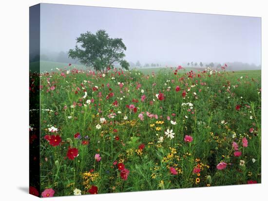 Field of Cosmos Flower, Union, Kentucky, USA-Adam Jones-Stretched Canvas