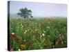 Field of Cosmos Flower, Union, Kentucky, USA-Adam Jones-Stretched Canvas