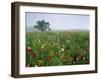 Field of Cosmos Flower, Union, Kentucky, USA-Adam Jones-Framed Premium Photographic Print