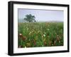 Field of Cosmos Flower, Union, Kentucky, USA-Adam Jones-Framed Premium Photographic Print