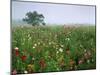 Field of Cosmos Flower, Union, Kentucky, USA-Adam Jones-Mounted Premium Photographic Print