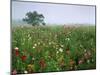 Field of Cosmos Flower, Union, Kentucky, USA-Adam Jones-Mounted Photographic Print