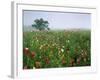 Field of Cosmos Flower, Union, Kentucky, USA-Adam Jones-Framed Photographic Print