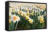 Field of Daffodils in close View-Colette2-Framed Stretched Canvas