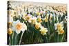 Field of Daffodils in close View-Colette2-Stretched Canvas