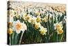 Field of Daffodils in close View-Colette2-Stretched Canvas