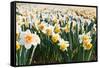 Field of Daffodils in close View-Colette2-Framed Stretched Canvas