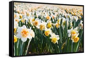 Field of Daffodils in close View-Colette2-Framed Stretched Canvas