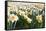 Field of Daffodils in close View-Colette2-Framed Stretched Canvas