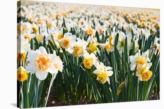 Field of Daffodils in close View-Colette2-Stretched Canvas