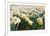 Field of Daffodils in close View-Colette2-Framed Photographic Print