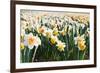 Field of Daffodils in close View-Colette2-Framed Photographic Print