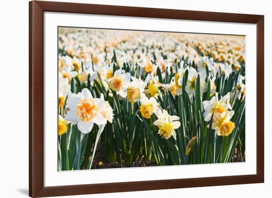 Field of Daffodils in close View-Colette2-Framed Photographic Print